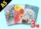 A5クリアファイル 3種同時発注